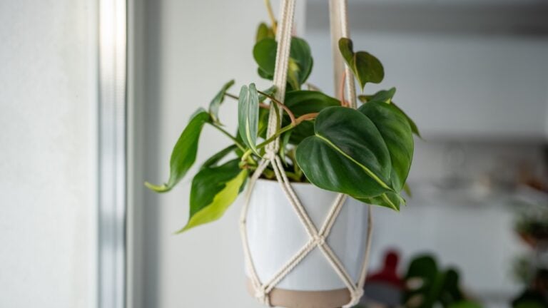 Decorative plant Philodendron Hederaceum Scandens Brasil in white ceramic pot hanging from cotton macrame at home interior. Pothos in hanging pot. Green houseplant in handmade holders made of rope.