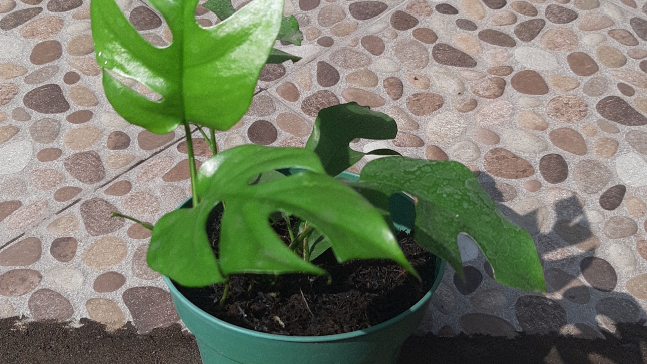 Philodendrons (Philodendron spp.) are beautiful foliage plants, some growing as vines and others uprigh