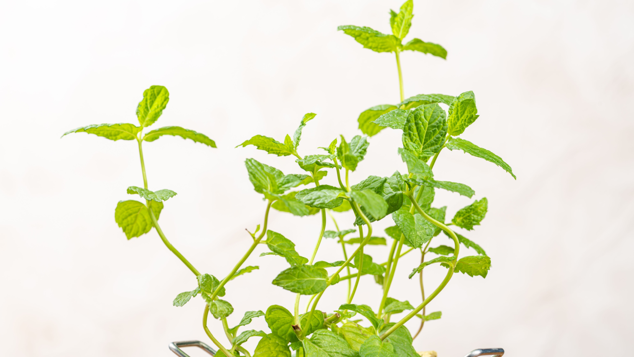 spearmint