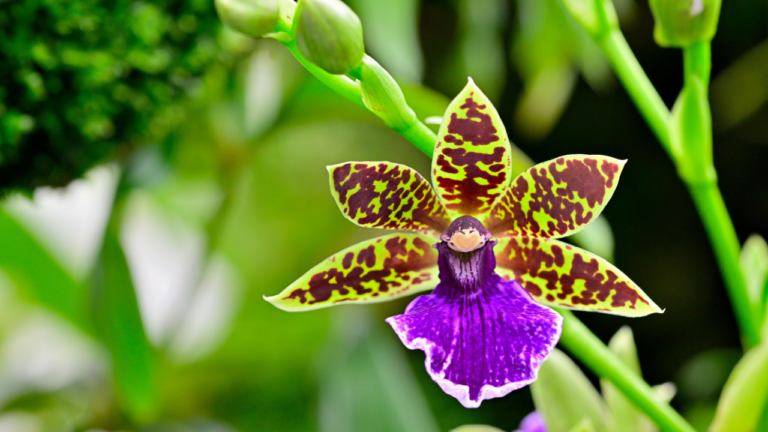 Zesty Flowers That Start With Z