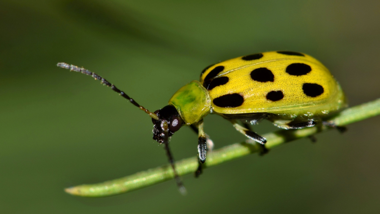 spotted cucumber beetle