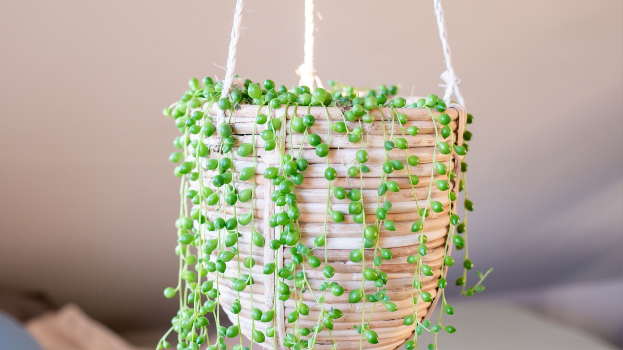 Senecio rowleyanus house Plant in hanging pot.