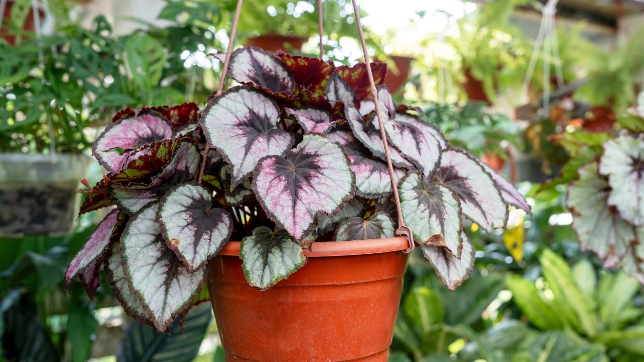 Painted-leaf begonia (Begonia rex)