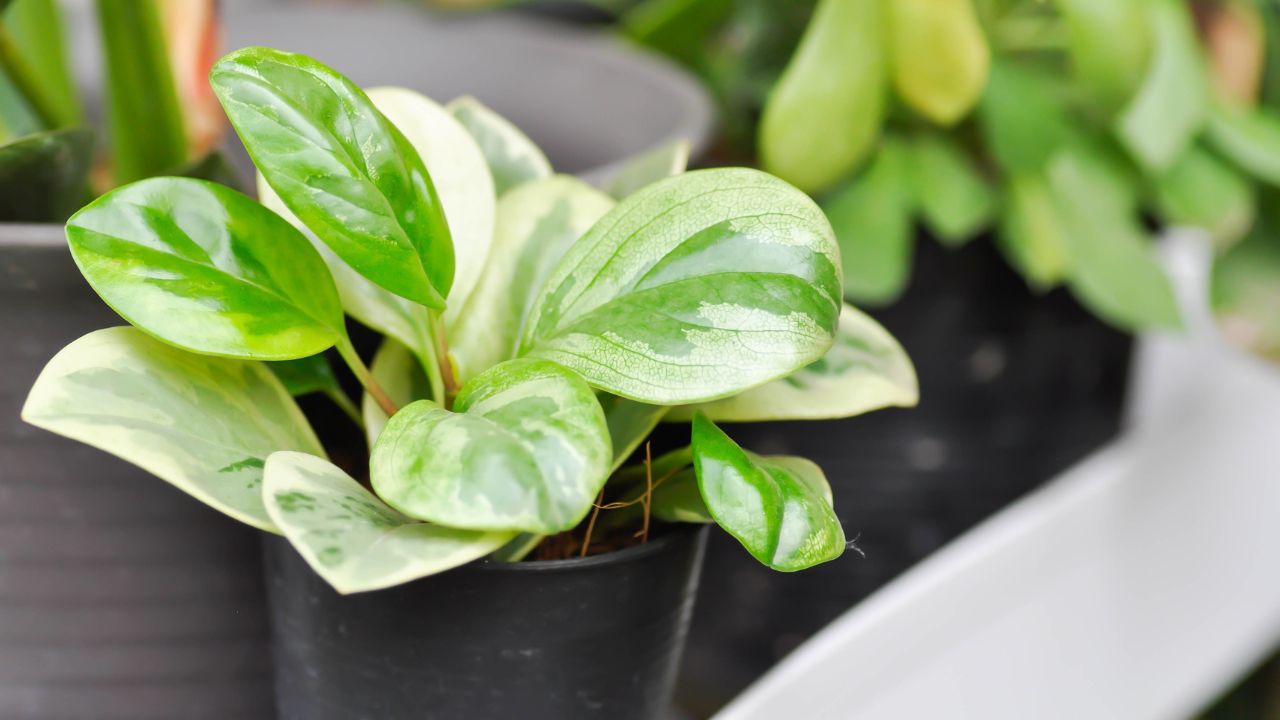 Peperomia (Peperomia obtusifolia)
