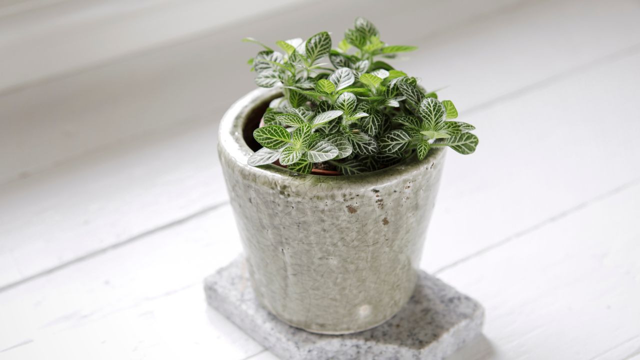 Nerve plant (Fittonia)
