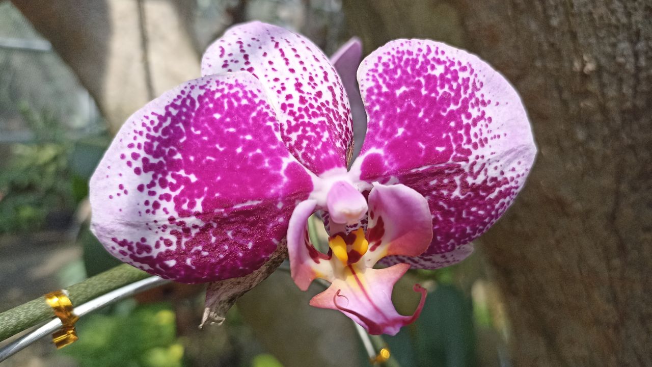 Moth orchid (Phalaenopsis)