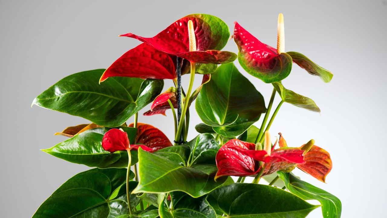 Flamingo flower (Anthurium)