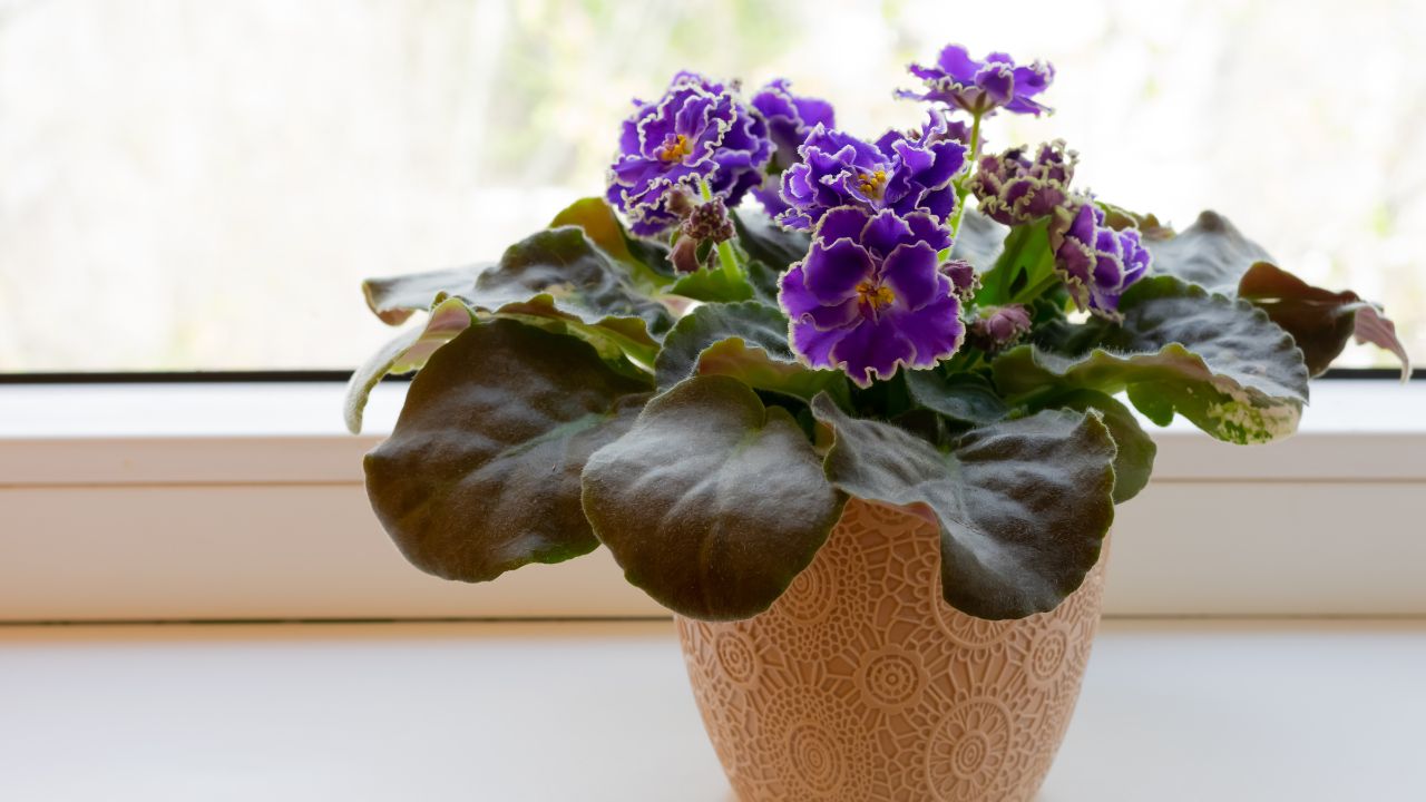 African violets (Saintpaulia)