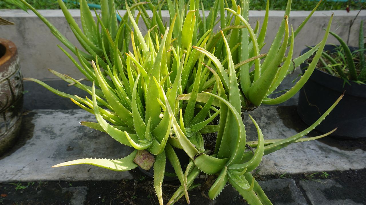 Aloe vera (Aloe barbadensis)