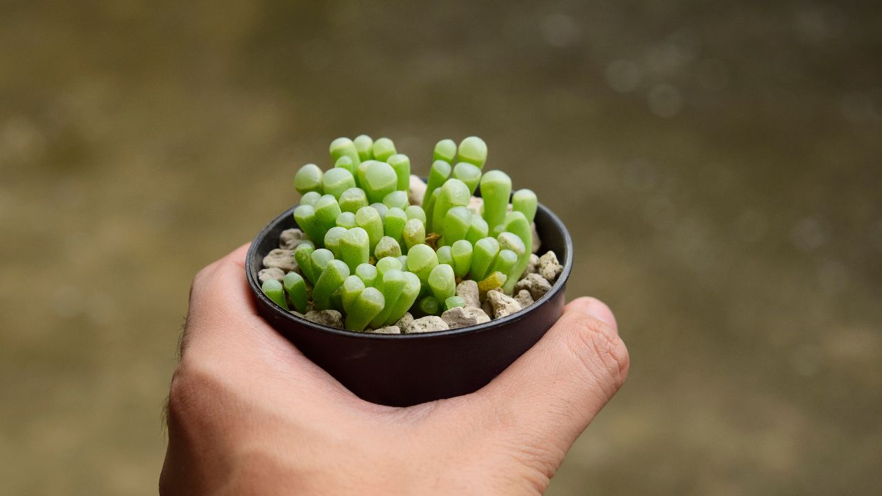 Baby toes (Fenestraria rhopalophylla)