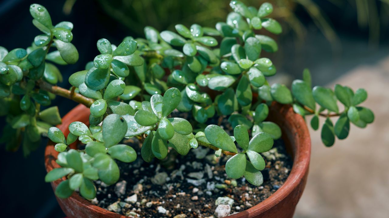 Jade plant (Crassula ovata)