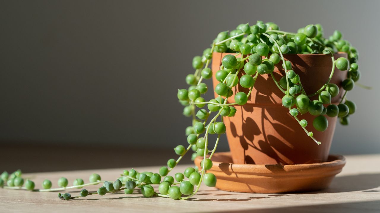 String of pearls (Senecio rowleyanus)