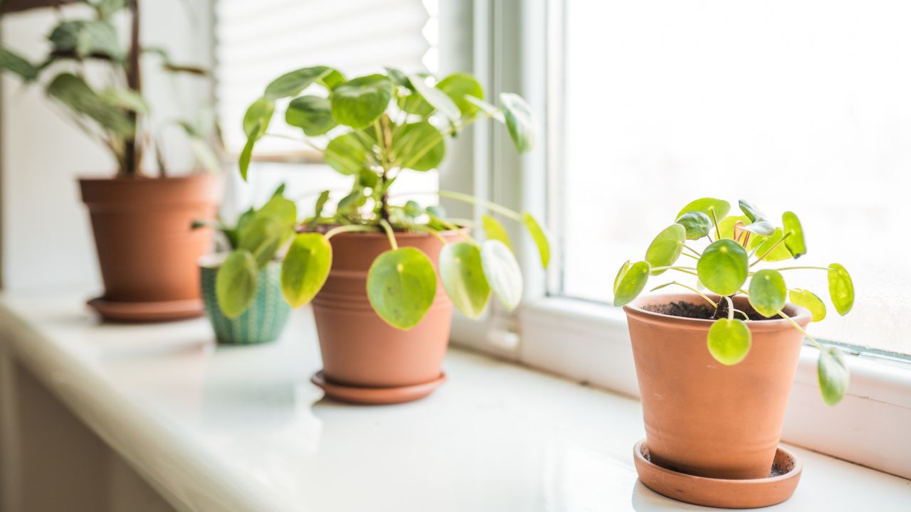 Chinese money plant (Pilea peperomiodes)