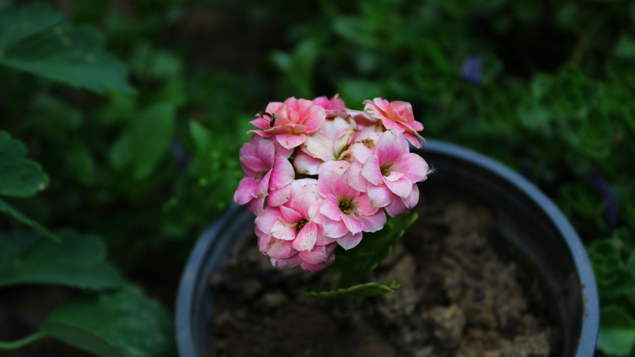 Flaming Katy (Kalanchoe blossfeldiana)