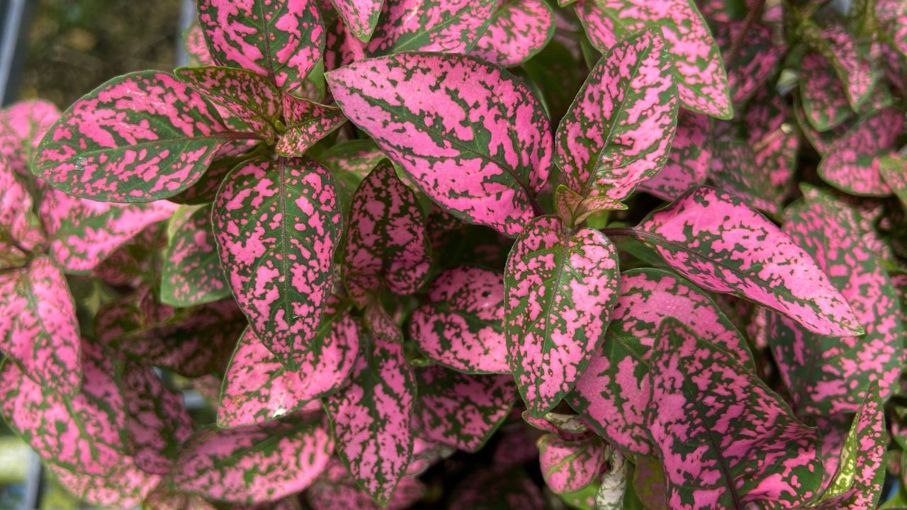 Polka Dot Plant (Hypoestes phyllostachya)