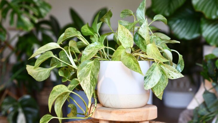 16 Best Indoor Plants For Small Pots