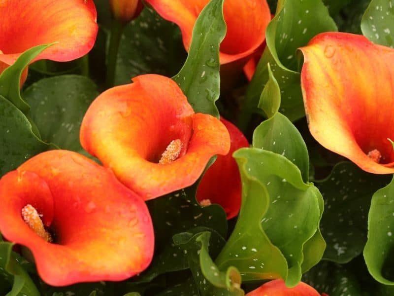 Zantedeschia flowers