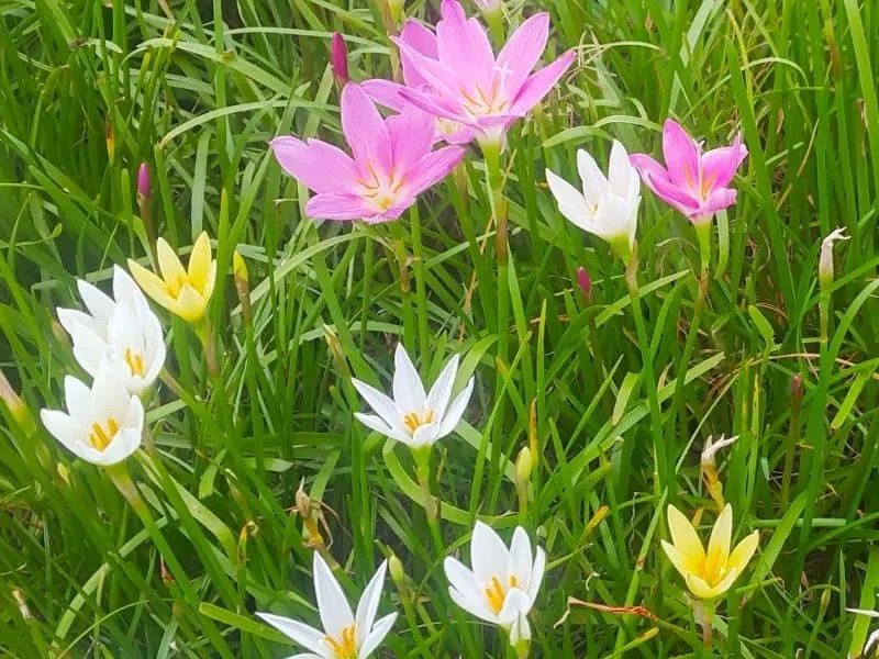 pink, white and yellow zephyranthes