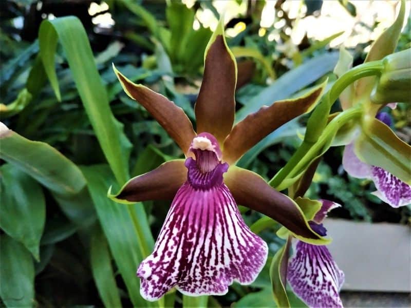 Zygopetalum flower