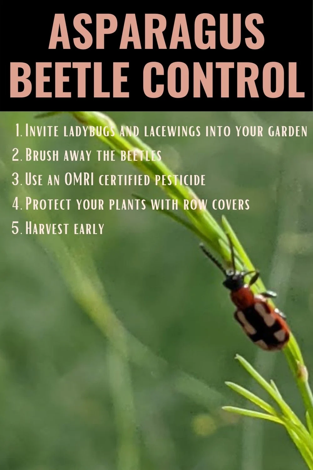 tips for asparagus beetle control