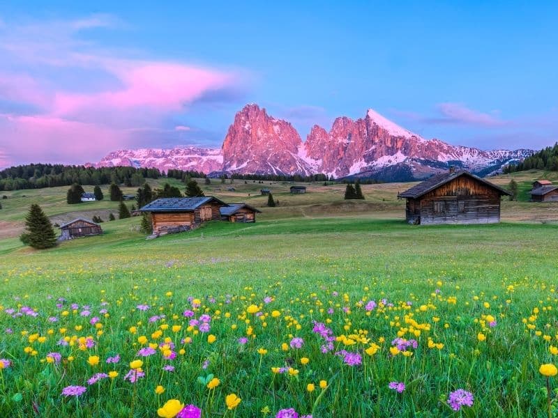 beautiful wildflower meadow