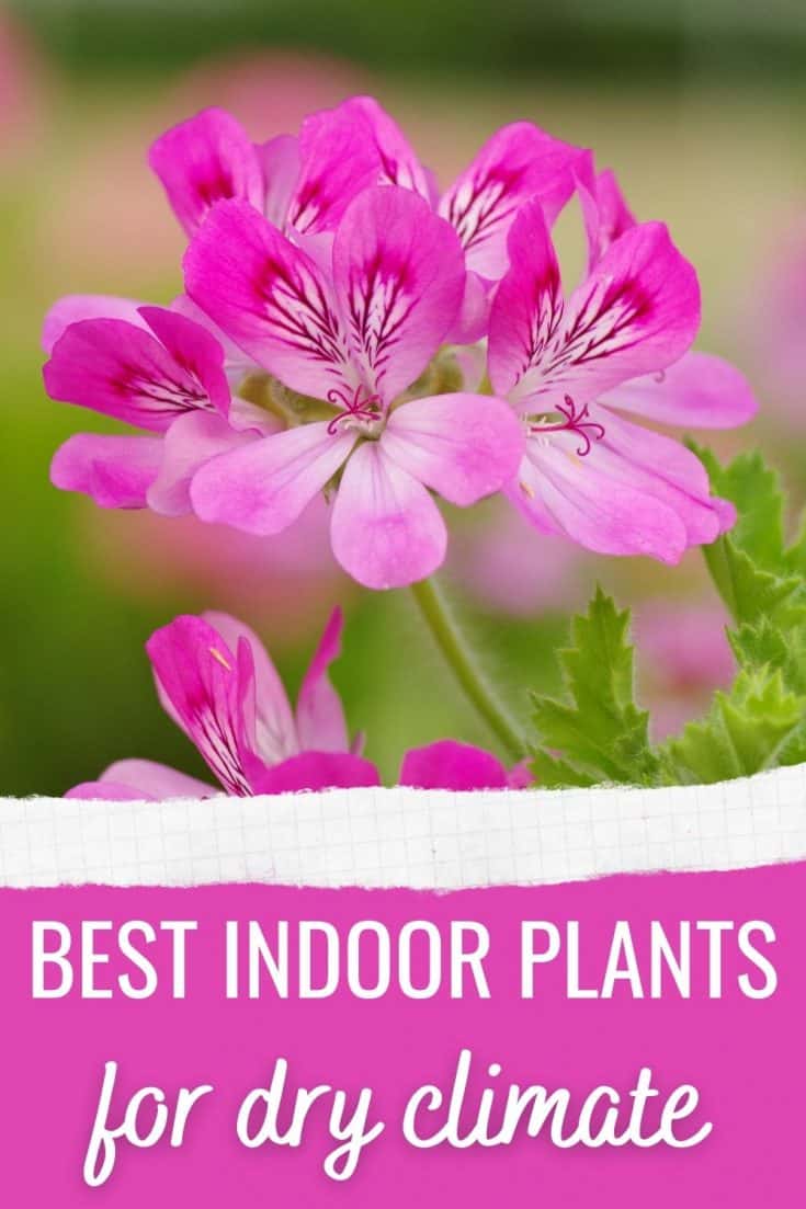 15 Best Indoor Plants For Dry Climate