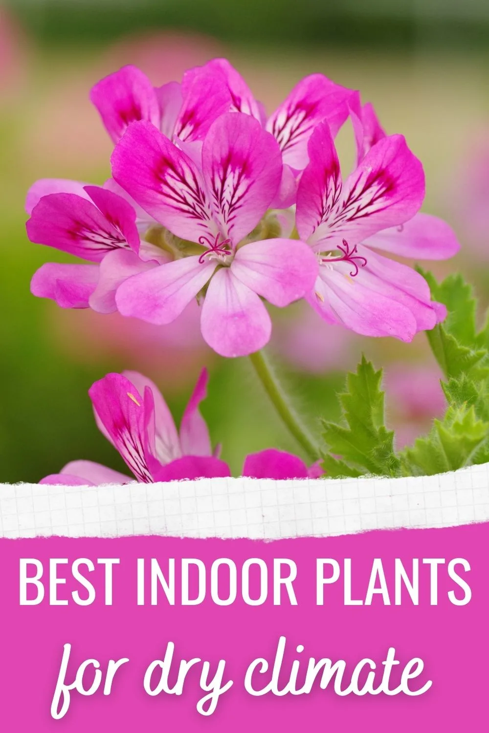 Best indoor plants for dry climate