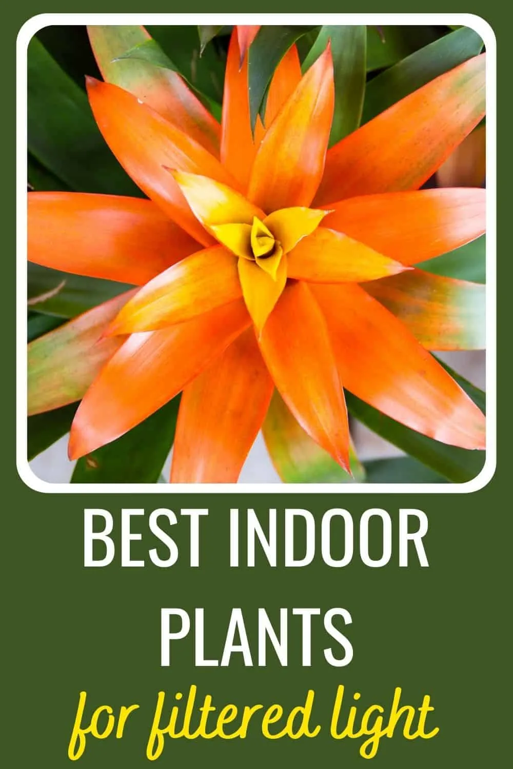 best indoor plants for filtered light