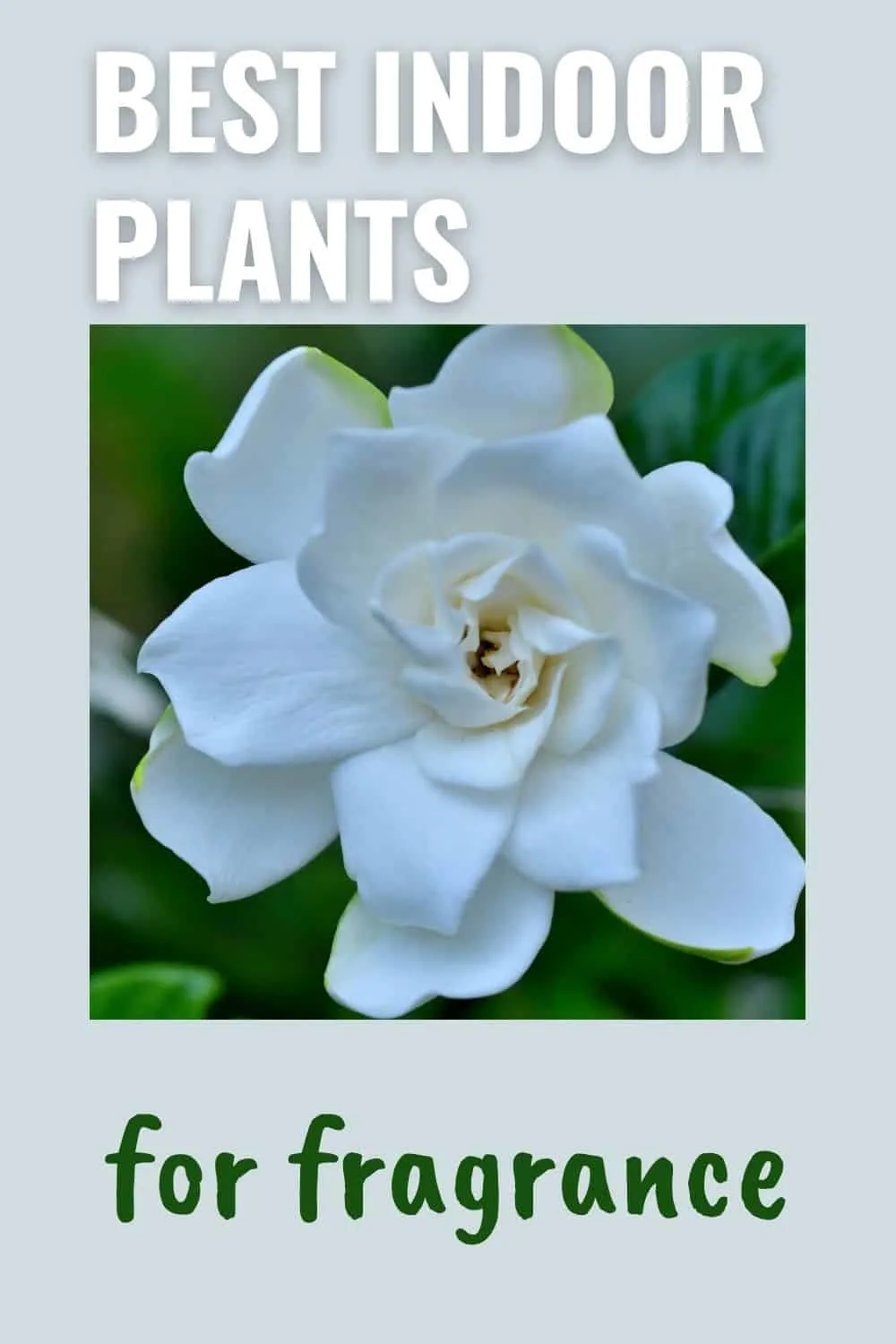 best indoor plants for fragrance