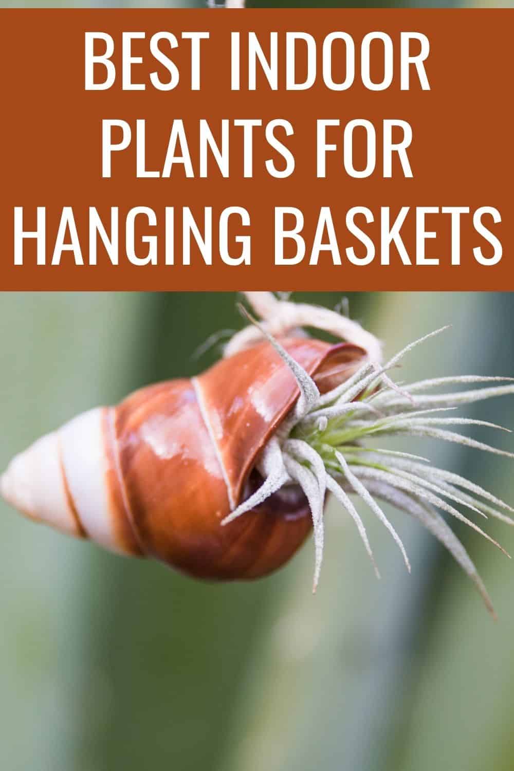 Best indoor plants for hanging baskets
