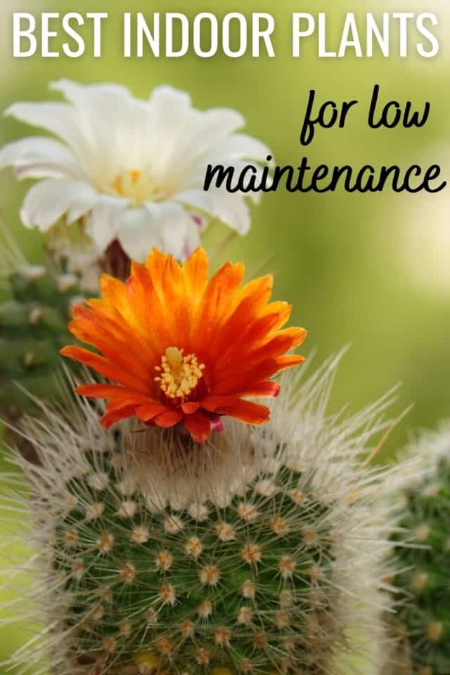 16 Best Indoor Plants For Low Maintenance