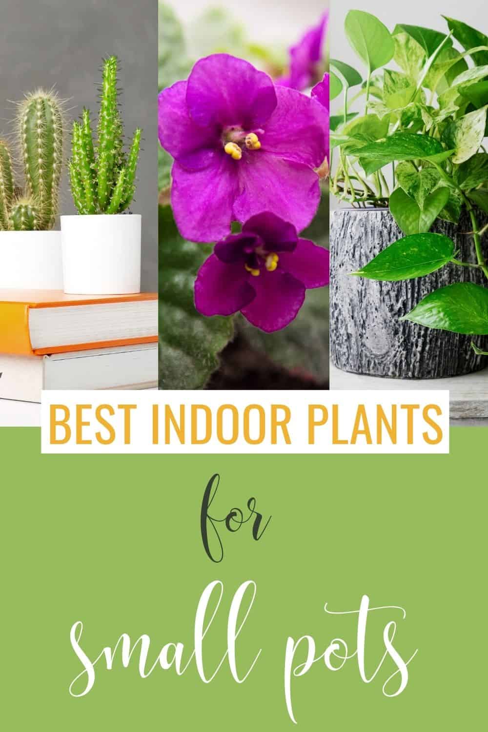best indoor plants for small pots
