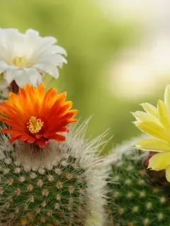 blooming cacti with orange, white, and yellow flowers