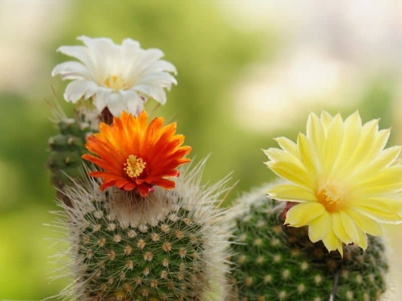 blooming cacti with orange, white, and yellow flowers