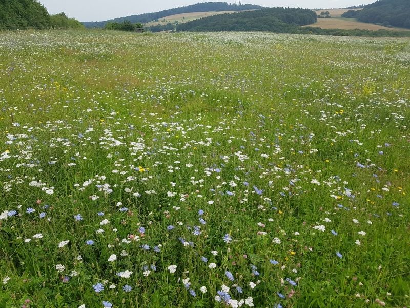 blue and white meadow