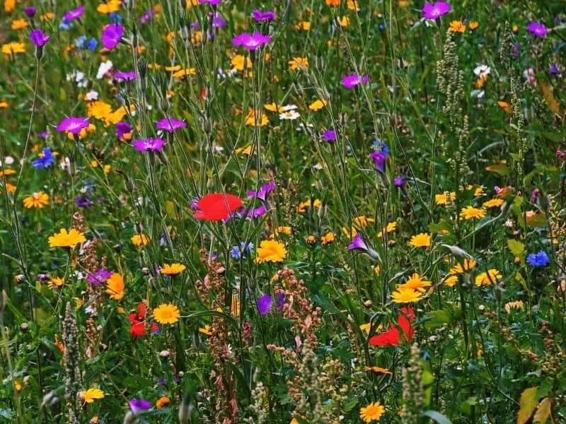 bright colored flower meadow