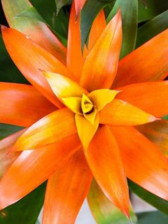 bromeliad flower