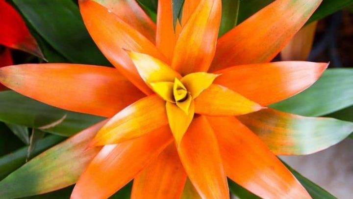 21 Best Indoor Plants for Filtered Light