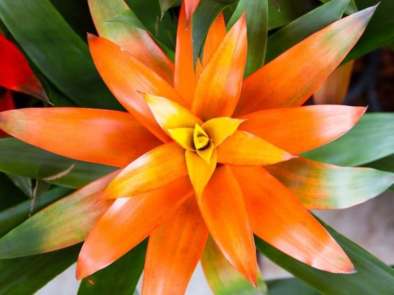 bromeliad flower