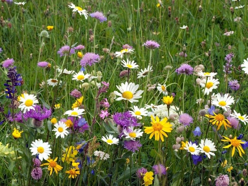 colorful wildflowers