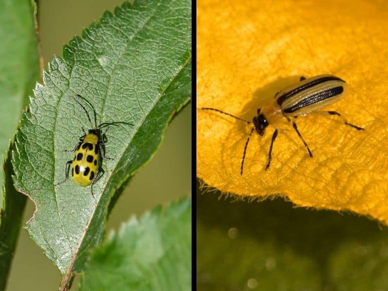 cucumber beetles