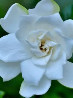 close up of a gardenia flower
