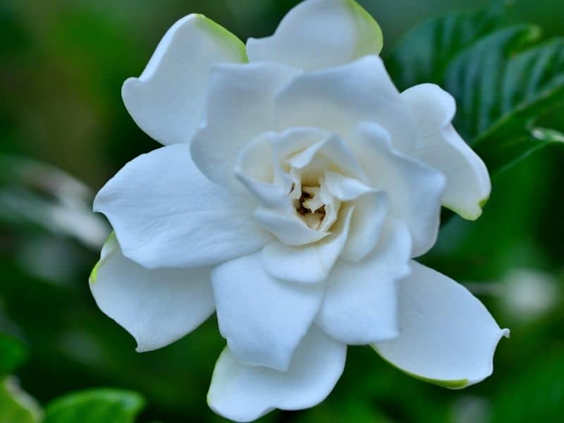 close up of a gardenia flower