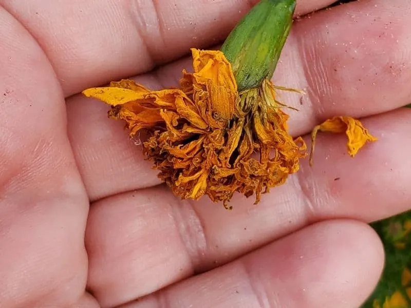 marigold seed head
