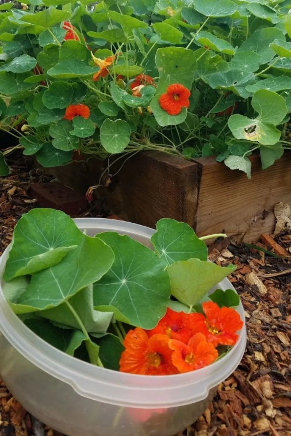 container of nasturtium leaves and flowers I jsut picked