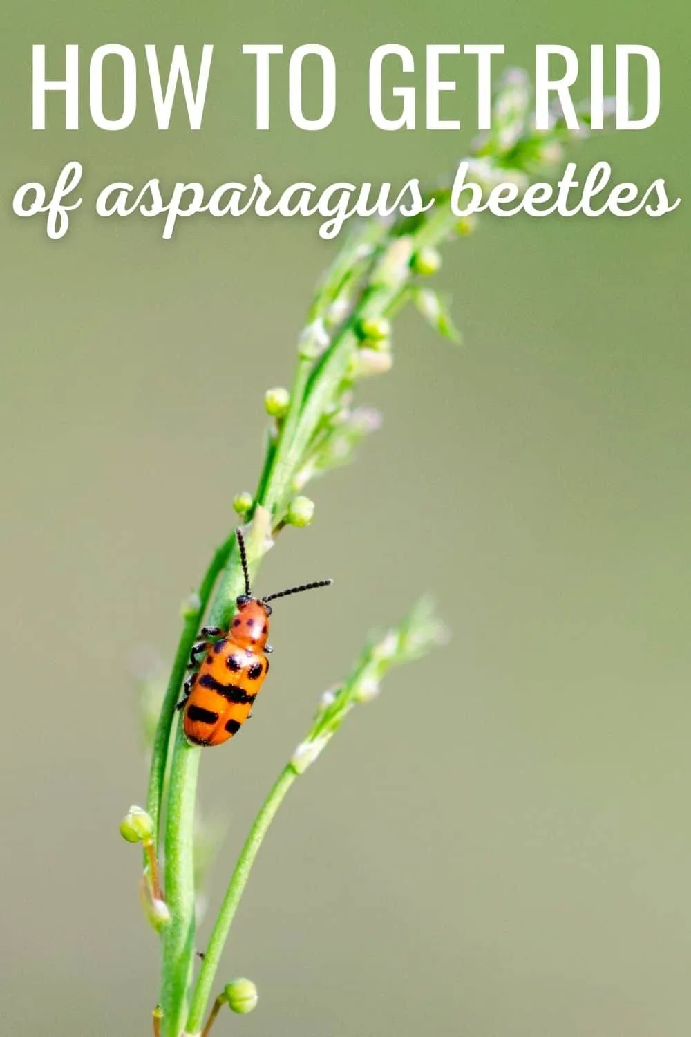 How to get rid of asparagus beetles