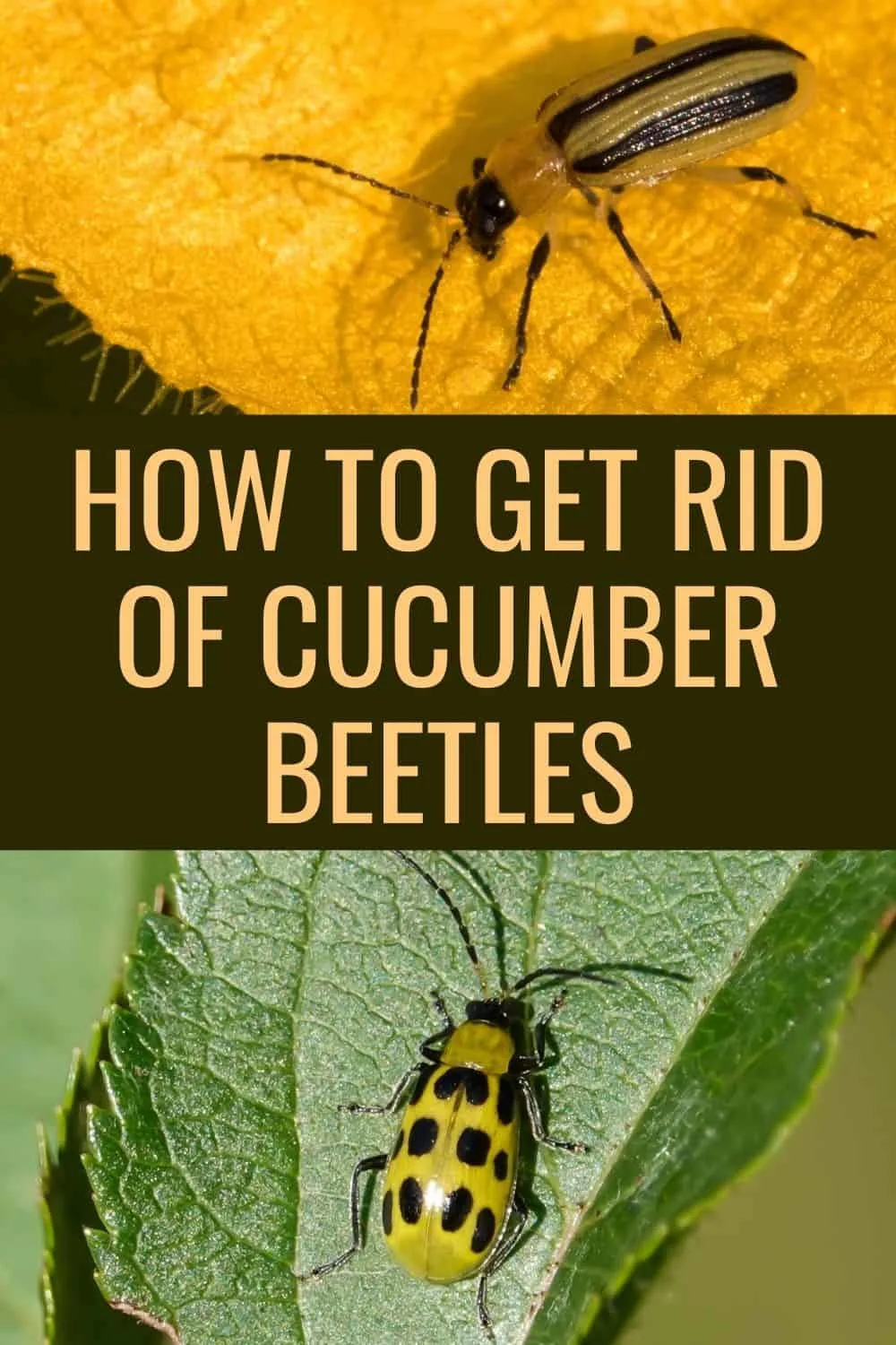 How to get rid of cucumbwr beetles