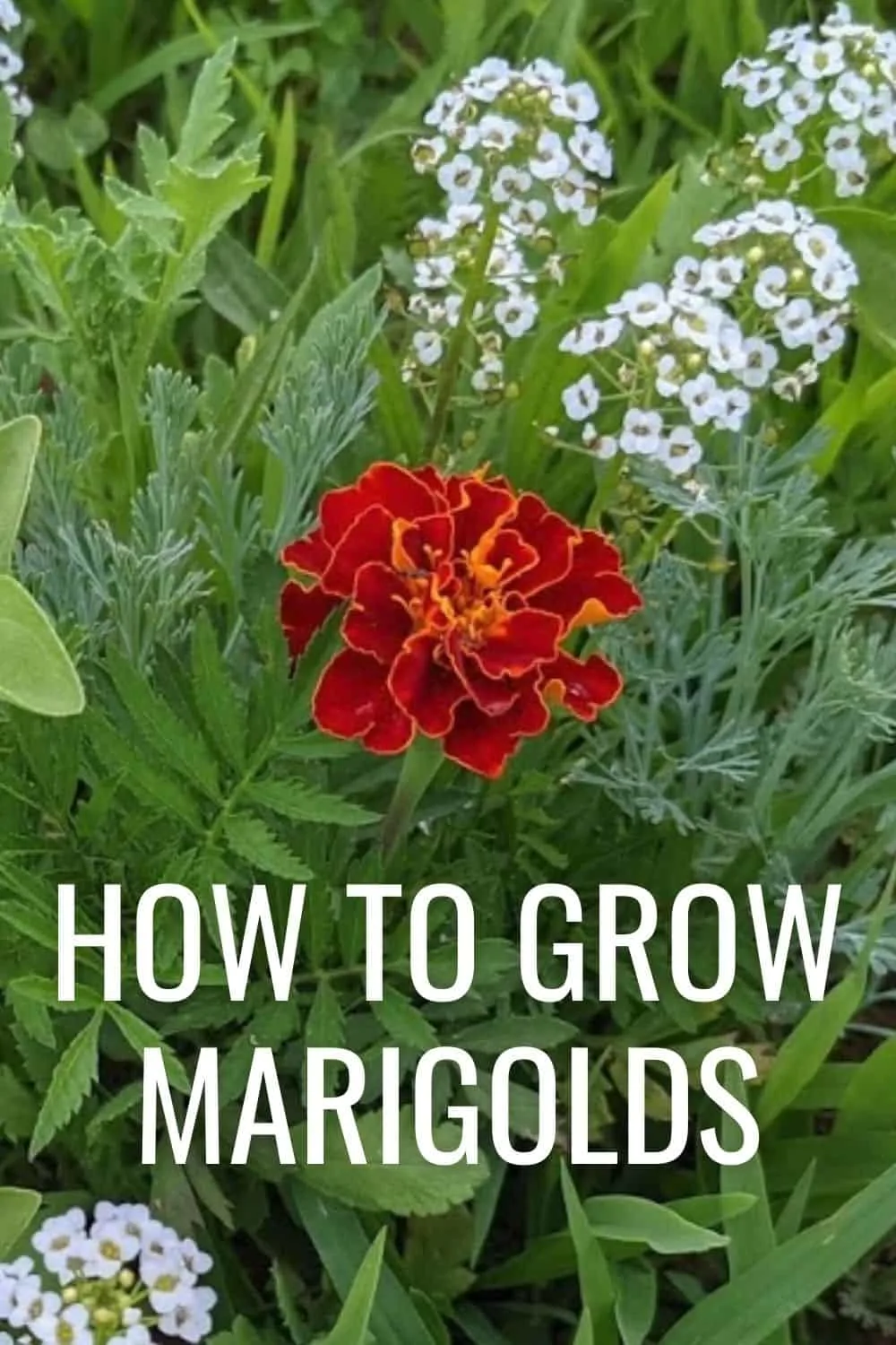 How to grow marigolds