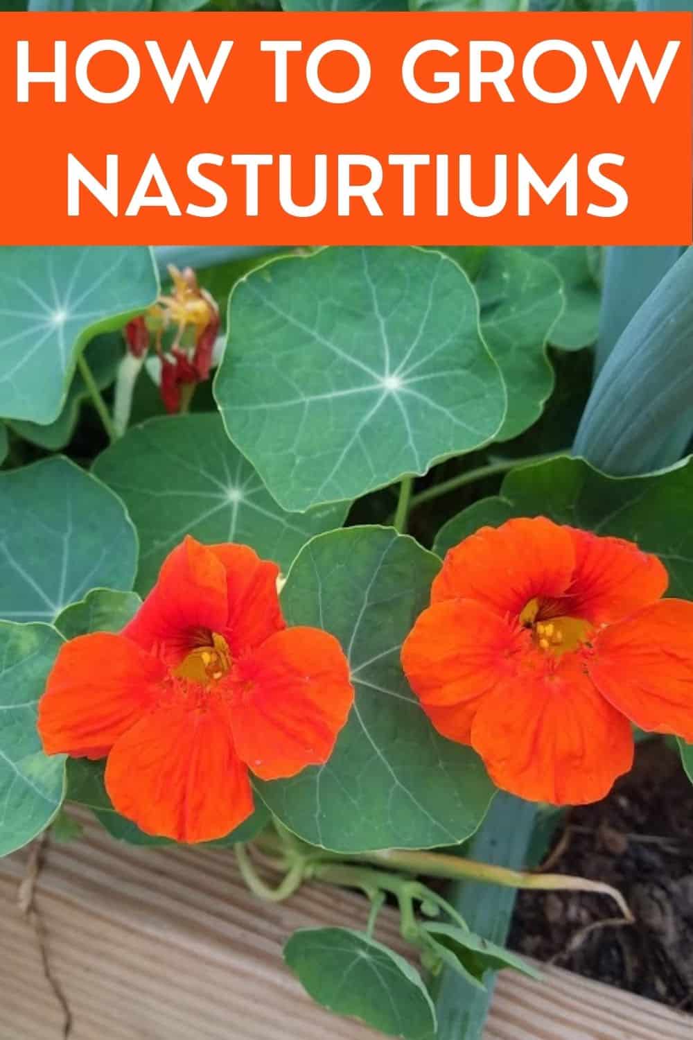 how to grow nasturtiums