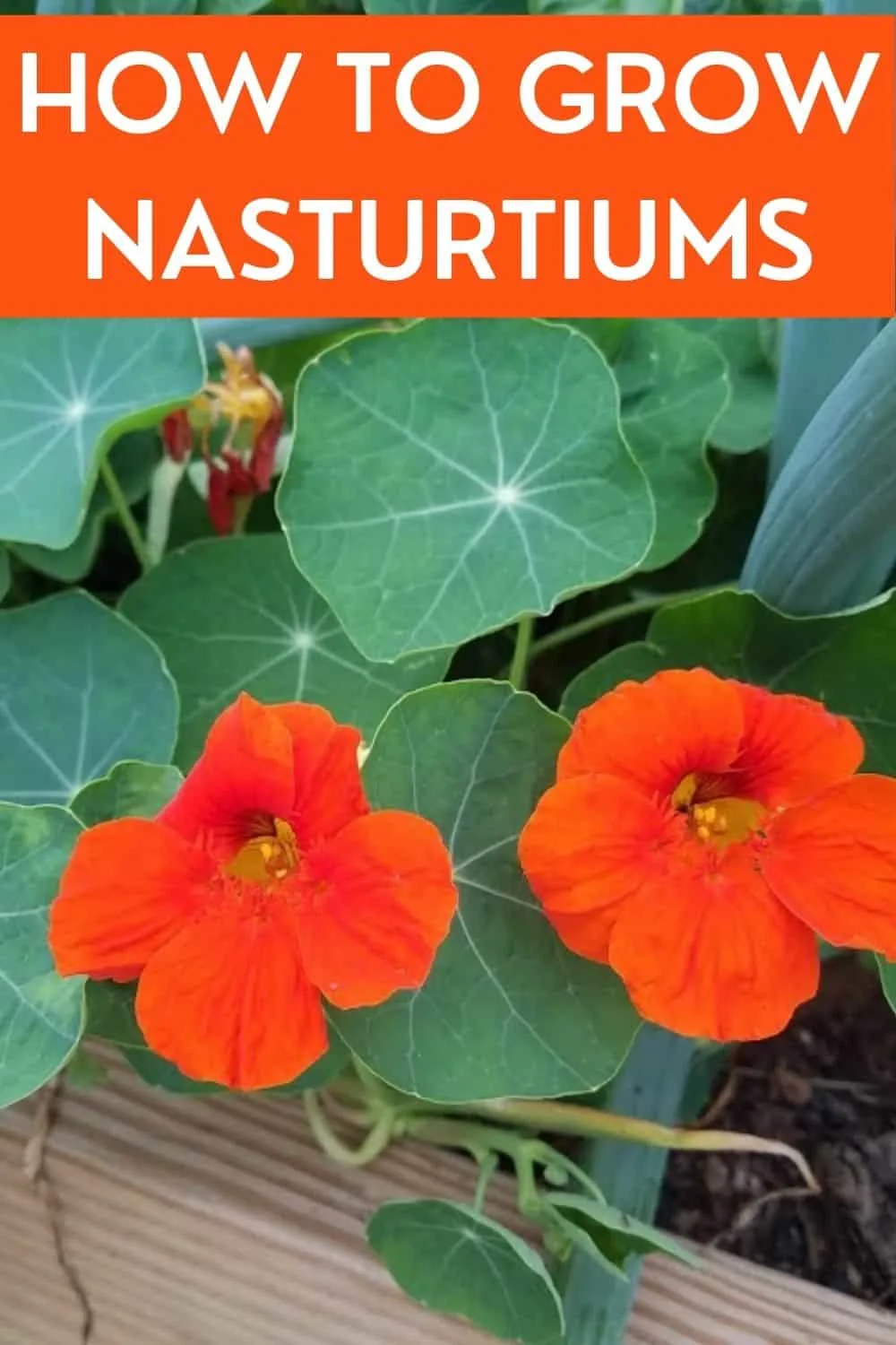 how to grow nasturtiums